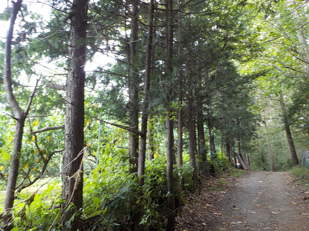 전주 산책하기 좋은 곳 건지산 둘레길11