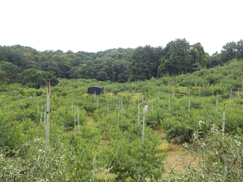 전주 산책하기 좋은 곳 건지산 둘레길15