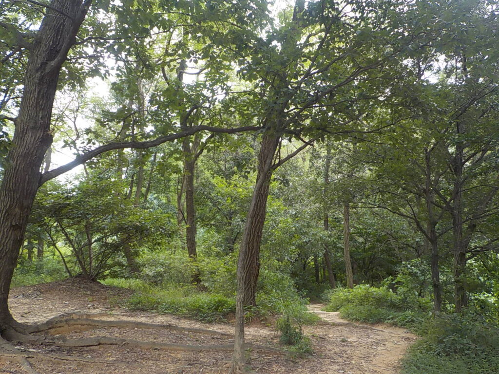 전주 산책하기 좋은 곳 건지산 둘레길33