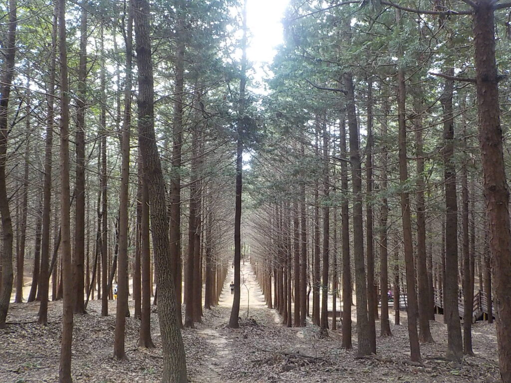 전주 건지산