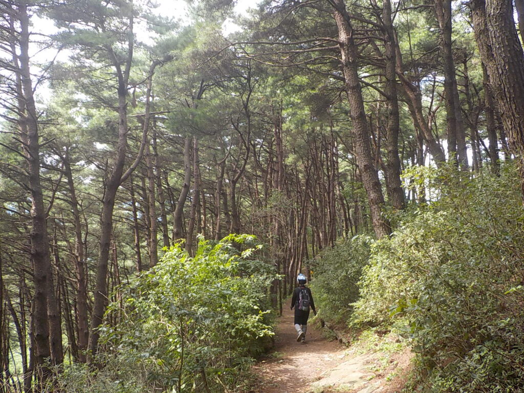 창녕 화왕산 최단코스 등산코스31